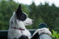Young border collie dog looks out over a balcony Royalty Free Stock Photo