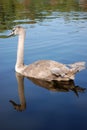 Young brown swan swimming on a lake Royalty Free Stock Photo