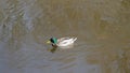 Stockenten Erpel schwimmt auf einem Teich