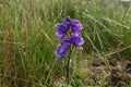 Junggar aconite in the tundra. Royalty Free Stock Photo