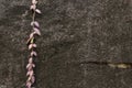 Jungle abstract texture. Wild red branck of tropical plant on the black volcanic stone