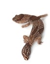 Jungle African Fat-tailed Gecko Royalty Free Stock Photo