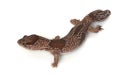 Jungle African Fat-tailed Gecko Royalty Free Stock Photo