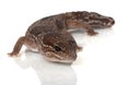 Jungle African Fat-tailed Gecko Royalty Free Stock Photo