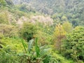 Jungle afternoon nice green indonesian