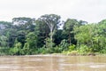 Jungle along river Napo Royalty Free Stock Photo