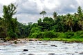 Jungle around the beautiful river, in which elephants are bathed in the Pinnawala Elephant Orphanage, Sri Lanka. Royalty Free Stock Photo