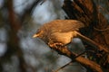 Jungle babbler Royalty Free Stock Photo