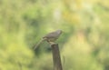 A jungle babbler (Argya striata) Royalty Free Stock Photo