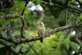 A jungle babbler (Argya striata) Royalty Free Stock Photo