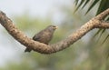 A jungle babbler (Argya striata) Royalty Free Stock Photo