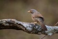 Jungle Babbler - Argya striata, shy hidden brown perching bird from South Asian forests