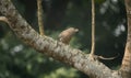A jungle babbler (Argya striata) on a tree branch Royalty Free Stock Photo