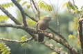 A jungle babbler (Argya striata) on a tree branch Royalty Free Stock Photo