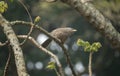 A jungle babbler (Argya striata) on a tree branch Royalty Free Stock Photo