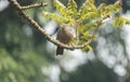 A jungle babbler (Argya striata) on a tree branch Royalty Free Stock Photo