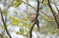 A jungle babbler (Argya striata) on a tree branch Royalty Free Stock Photo