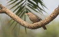 A jungle babbler (Argya striata) on a tree branch Royalty Free Stock Photo