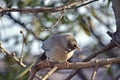 The jungle babbler