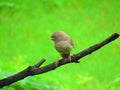 Jungle babbler bird or Turdoides striata or beautiful seven sisters or angry bird