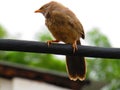 Jungle babbler bird or Turdoides striata or beautiful seven sisters or angry bird