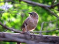 Jungle Babbler Royalty Free Stock Photo