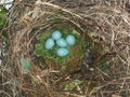 Jungle babbler eggs