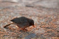 Jungle Babbler feeds on grain placers Royalty Free Stock Photo