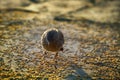 Jungle Babbler feeds on grain placers Royalty Free Stock Photo