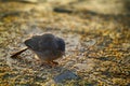 Jungle Babbler feeds on grain placers Royalty Free Stock Photo