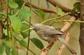 A jungle babbler Royalty Free Stock Photo