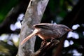 Jungle babbler in malayalam poothamkeeri