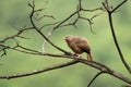 Jungle babbler perched on the branch of a dead tree Royalty Free Stock Photo