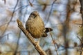 A Jungle Babbler sits on a branch in the morning sun