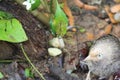 A jungle babbler is staring at something which is threatening. Eyes of the bird is radient and glowful