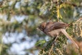 Jungle Babbler Royalty Free Stock Photo