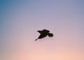 Jungle Babbler Turdoides striata Royalty Free Stock Photo