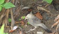 Jungle babbler was peeking at lens while it was playing and picking up things from soil. Dull plumage makes it look like a sparrow