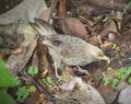 Jungle babbler was peeking at lens while it was playing and picking up things from soil. Dull plumage makes it look like a sparrow