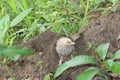 Jungle babbler was peeking at lens while it was playing and picking up things from soil. Dull plumage makes it look like a sparrow