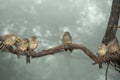 Jungle Babblers Turdoides striatus Royalty Free Stock Photo