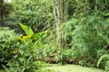 Jungle background