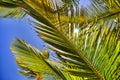 Jungle background of palm leaves