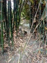 This is in a Jungle bamboo in India