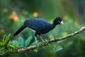 Jungle bird. Bare-faced Curassow, Crax fasciolata, big black bird with yellow bill in the nature habitat, Costa Rica. Wildlife sce