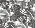 Jungle. Black-and-white leaves of tropical palm trees, monsters, agaves. Seamless. Isolated on white background