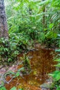 Jungle at the bottom of Angel Falls Salto Angel, the highest waterfall in the world 978 m, Venezue Royalty Free Stock Photo