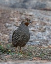 Jungle bush quail or Perdicula asiatica observed in Hampi in Karnataka, India