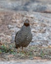 Jungle bush quail or Perdicula asiatica observed in Hampi in Karnataka, India Royalty Free Stock Photo