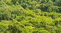 Jungle Canopy Tikal Guatemala Royalty Free Stock Photo